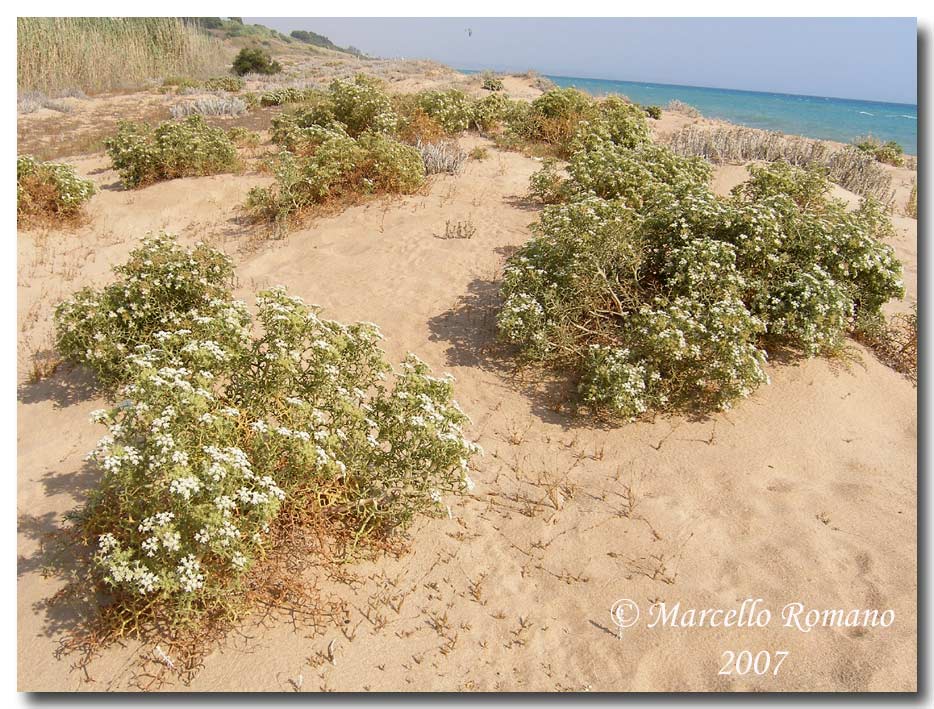 Gegenes nostrodamus, la farfalla delle dune (Hesperiidae)